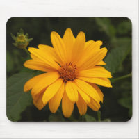 girasol