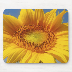 Alfombrilla De Ratón Girasol amarillo