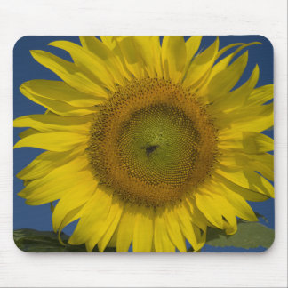 Alfombrilla De Ratón Girasol amarillo