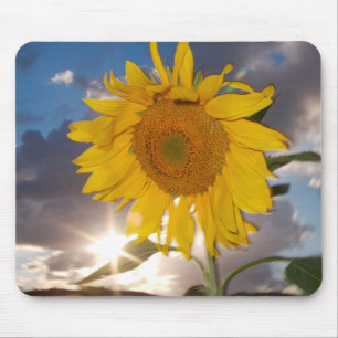 Alfombrilla De Ratón Girasol híbrido que sopla en el viento al atardece