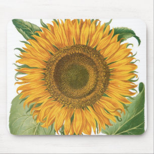 Alfombrilla De Ratón Girasol Vintage por Basilius Besler
