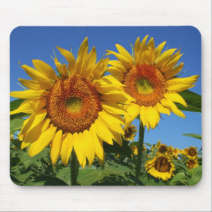 Alfombrilla De Ratón Girasoles, cojín de ratón