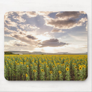Alfombrilla De Ratón Girasoles en la puesta del sol