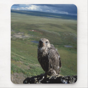 Alfombrilla De Ratón girfalcon, Falco rusticolus, juvenil