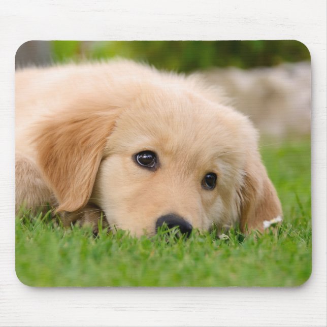 Alfombrilla De Ratón Golden Retriever Dog Cute Puppy Dreaming, (Frente)