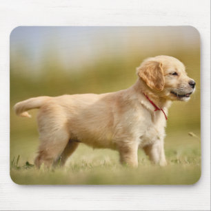 Alfombrilla De Ratón Golden Retriever Puppy