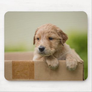 Alfombrilla De Ratón Golden Retriever Puppy en caja
