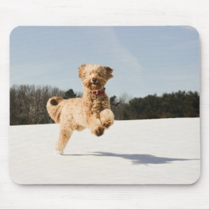 Alfombrilla De Ratón Goldendoodle corriendo por campo