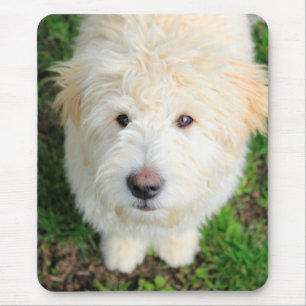 Alfombrilla De Ratón Goldendoodle Puppy Mirando Cámara
