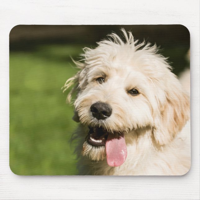 Alfombrilla De Ratón Goldendoodle Puppy Panting (Frente)