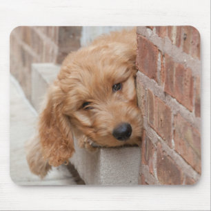 Alfombrilla De Ratón Goldendoodle Puppy Peeking
