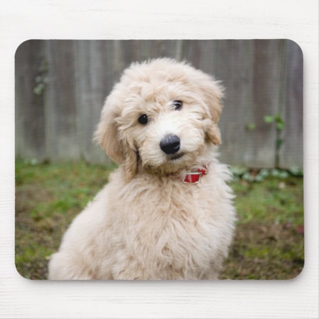 Alfombrilla De Ratón Goldendoodle Puppy Sits In Grass (Frente)