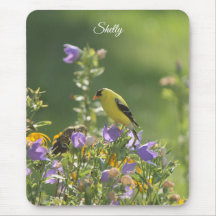 Goldfinch en una flor harebell