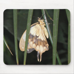 Alfombrilla De Ratón Gorgeous Moth Mousepad