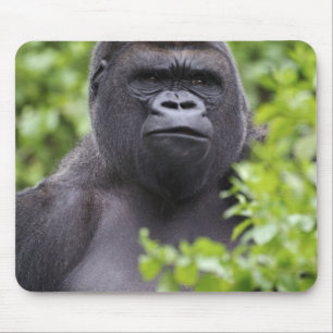Alfombrilla De Ratón Gorila de llanura espalda plateada, Gorilla gorill