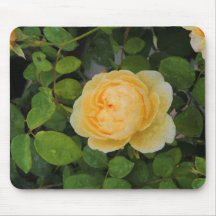 Gotas de lluvia en rosa amarillo