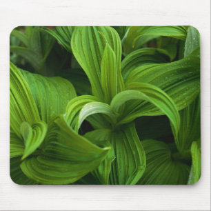 Alfombrilla De Ratón Gotas de rocío en un Helabore falso