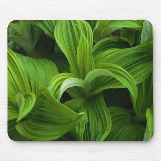 Alfombrilla De Ratón Gotas de rocío en un Helabore falso (Frente)