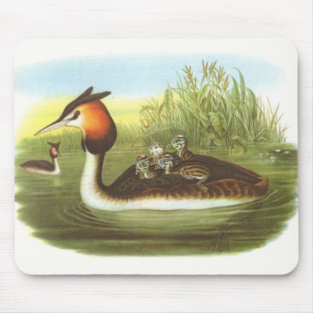 Alfombrilla De Ratón Gould - gran Grebe con cresta - cristatus del (Frente)