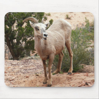 Alfombrilla De Ratón Graciosa oveja bighorn en el Parque Nacional de Zi