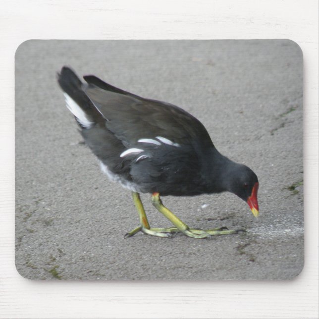 Alfombrilla De Ratón Gracioso Moorhen toma un Bow Mousepad (Frente)
