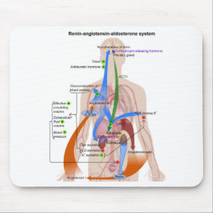 Alfombrilla De Ratón Gráfico del sistema renina-angiotensina Diagrama d