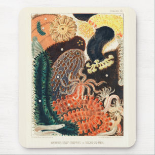 Alfombrilla De Ratón Gran Barrera de Arrecife Trepang o Bêche-de-Mer