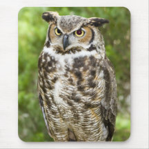 Gran búho de cuernos