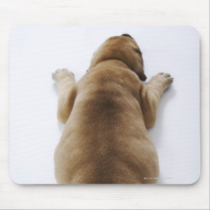 Alfombrilla De Ratón Gran cachorro danés tumbado en el estudio, arriba