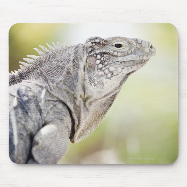 Alfombrilla De Ratón Gran Iguana verde disfrutando del sol en el (Frente)