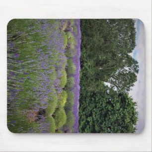 Alfombrilla De Ratón Granja de lavanda