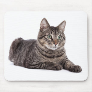 Alfombrilla De Ratón Gray Tabby Cat