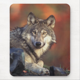 Alfombrilla De Ratón Gray Wolf Mousepad