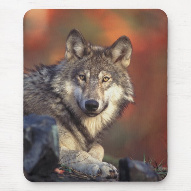 Alfombrilla De Ratón Gray Wolf Mousepad (Frente)