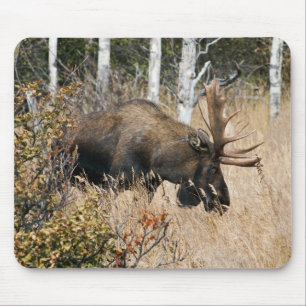 Alfombrilla De Ratón Grazing Bull Moose
