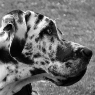 ALFOMBRILLA DE RATÓN GREAT DANE