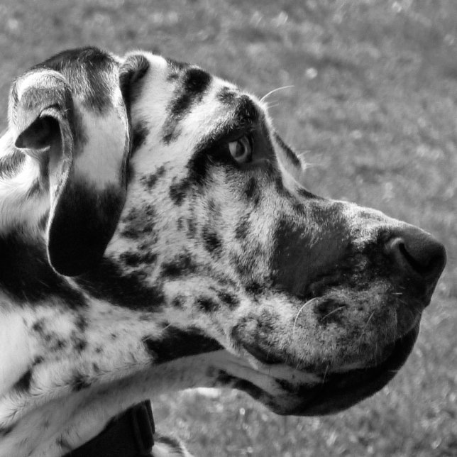 ALFOMBRILLA DE RATÓN GREAT DANE (Subido por el creador)