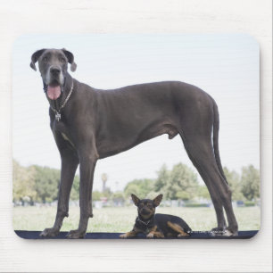 Alfombrilla De Ratón Great dane y pequeño perro de la mezclado-raza