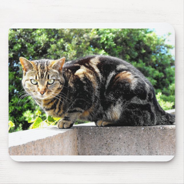 Alfombrilla De Ratón Gremlin, el gato del tabby (Frente)