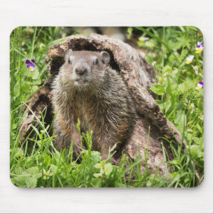 Alfombrilla De Ratón Groundhog en un registro hueco