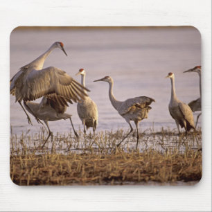 Alfombrilla De Ratón Grullas de la arenosa Grus canadensis) Platte
