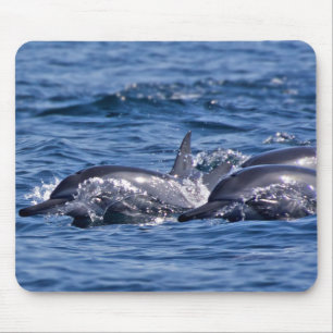 Alfombrilla De Ratón Grupo de delfines en botella - Omán