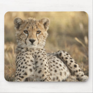 Alfombrilla De Ratón Guepardo, Acinonyx jubatus
