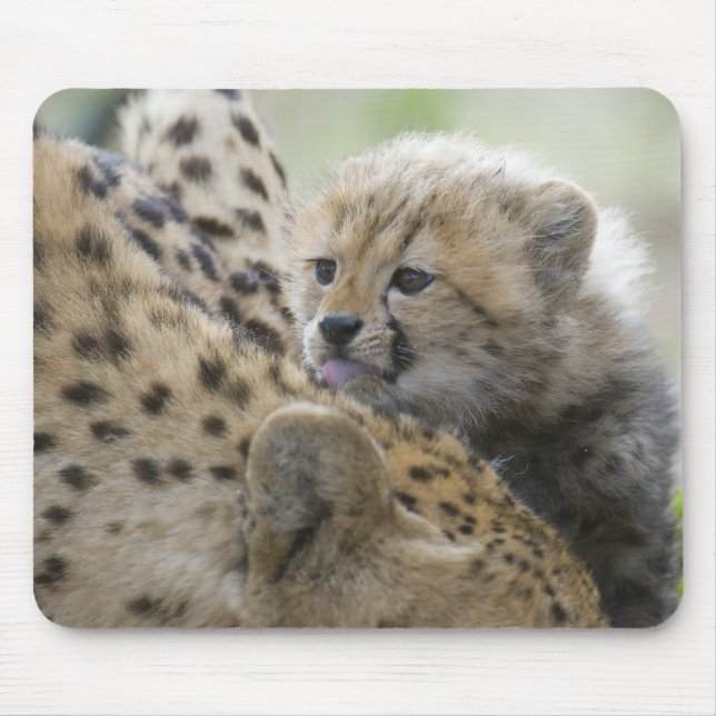 Alfombrilla De Ratón Guepardo Cub con la mamá (Frente)