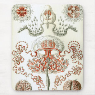 Alfombrilla De Ratón Haeckel