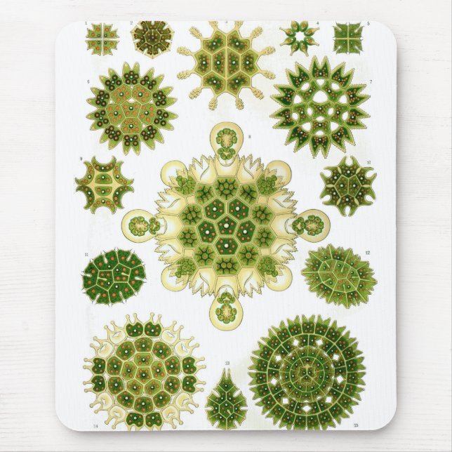 Alfombrilla De Ratón Haeckel (Frente)