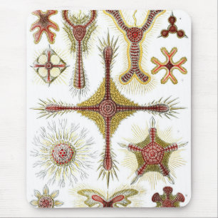 Alfombrilla De Ratón Haeckel