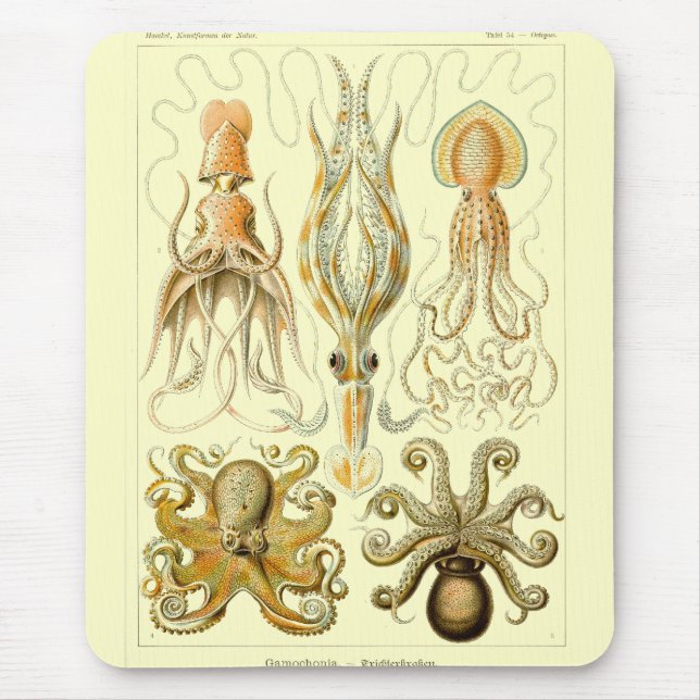 Alfombrilla De Ratón Haeckel (Frente)