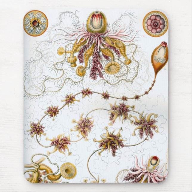 Alfombrilla De Ratón Haeckel (Frente)