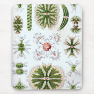 Alfombrilla De Ratón Haeckel